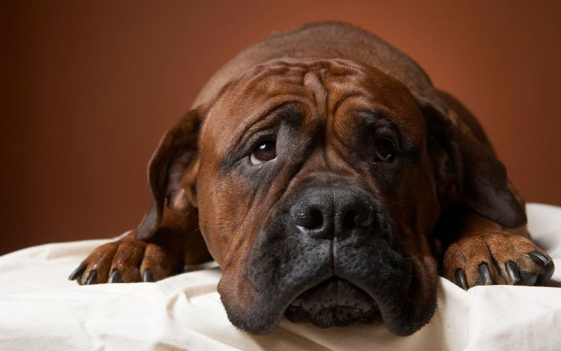 Entendiendo la Pancreatitis en Perros: Causas, Síntomas y el Papel de la Nutrición